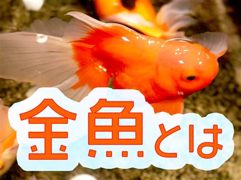 金色金魚|金魚とはどんな魚？特徴や種類、寿命、価格を紹介！。